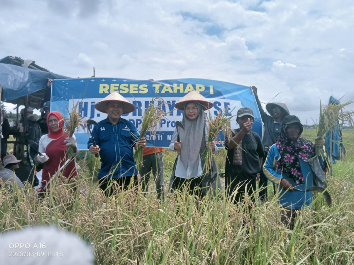 Disela Kegiatan Reses Hj. Nurhayati Serta H. Saipudin Panen Padi Bersama Petani Desa Suka Maju, Kamis (09/03/2023). Foto : bj