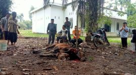 Proses Penyembelihan Hewan Qurban di Masjid Nursyaipudin Kelurahan Teluk Dawan, Kamis (29/06/2023). Foto : kur