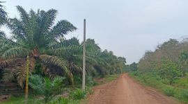 Tiang listrik permanen terpasang di desa Sungai Tering, namun belum teraliri listrik, Senin (5/4). FOTO : Doni