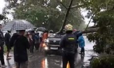 Mobil Tertimpa Pohon Besar saat Melintas di Jalan Jambi-Sabak, 1 Orang Perwira Polisi Meninggal Dunia 