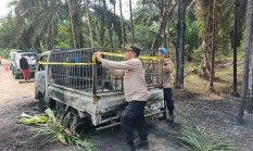 Kapolsek Rantau Rasau Gerak Cepat Tangani Kebakaran Mobil di Jalan Lintas Tri Mulya